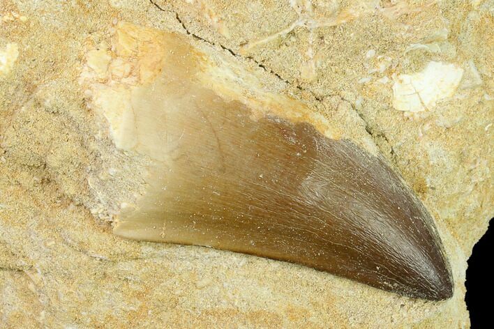 Mosasaur (Prognathodon) Tooth In Rock - Morocco #140637